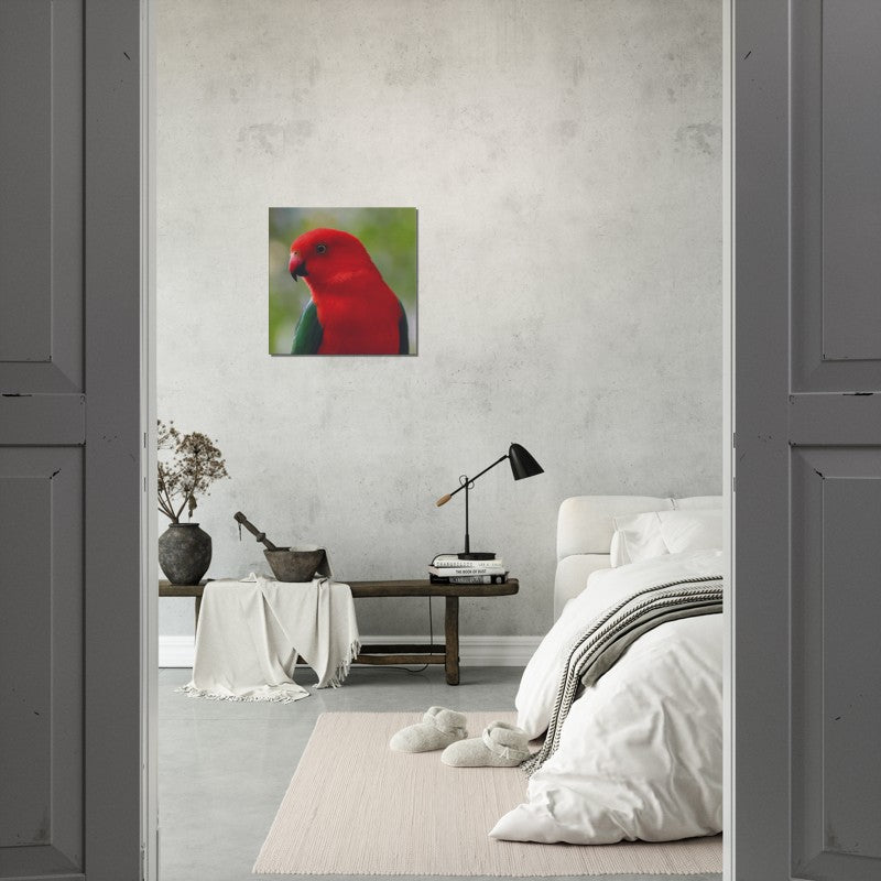 King Parrot Close Up | 600x600-mm-24x24-inch | Canvas - Chalanni