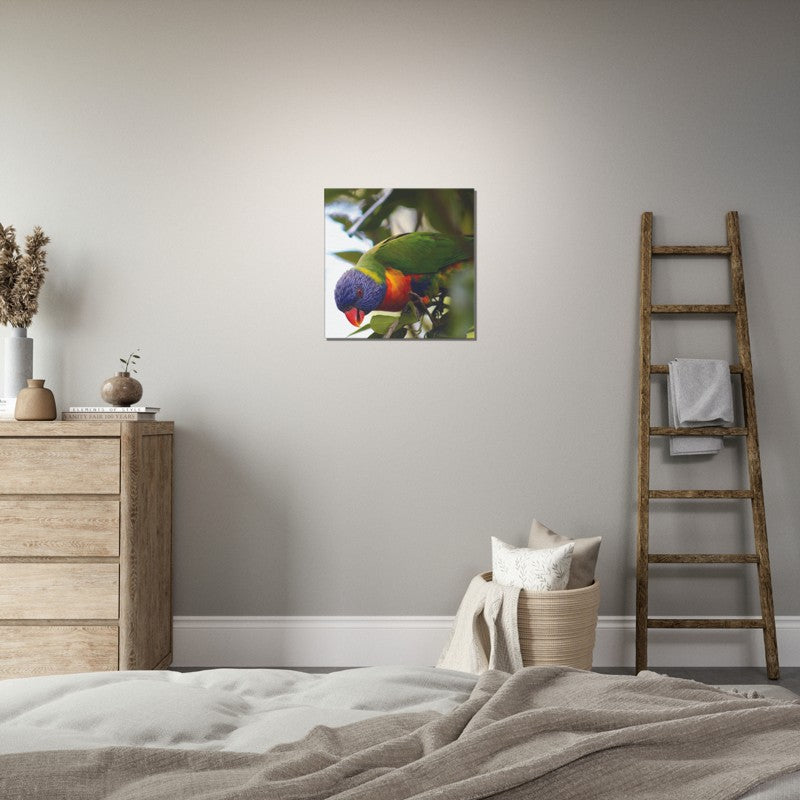Rainbow Lorrikeet with Green Background | 600x600-mm-24x24-inch | Canvas - Chalanni