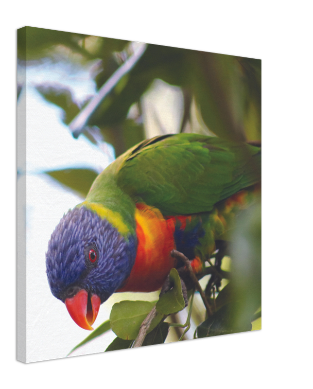 Rainbow Lorrikeet with Green Background | 600x600-mm-24x24-inch | Canvas - Chalanni