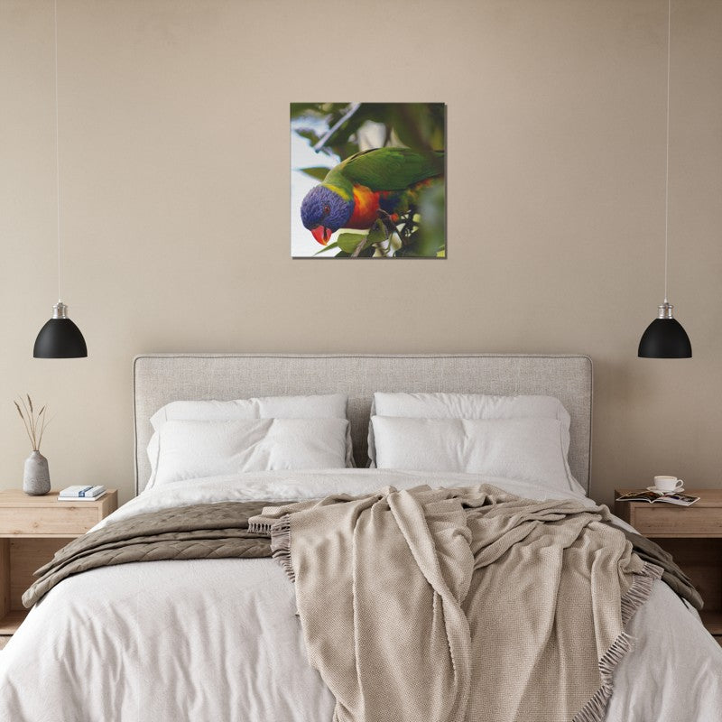 Rainbow Lorrikeet with Green Background | 600x600-mm-24x24-inch | Canvas - Chalanni