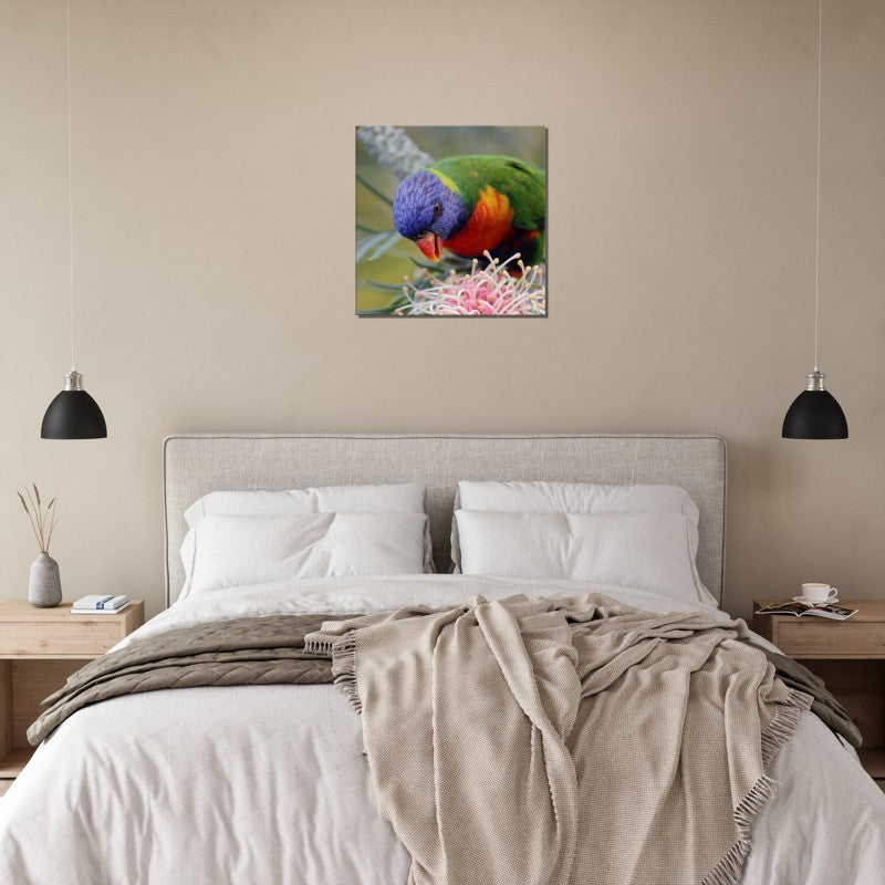 Rainbow Lorrikeet with native flower | 600x600-mm-24x24-inch | Canvas - Chalanni