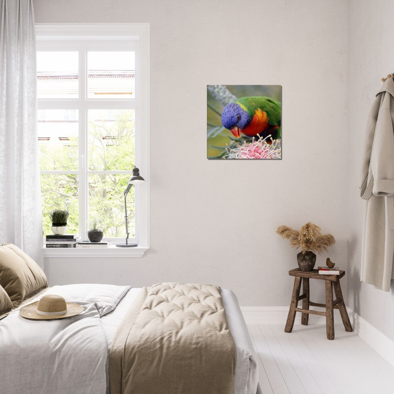 Rainbow Lorrikeet with native flower | 600x600-mm-24x24-inch | Canvas - Chalanni