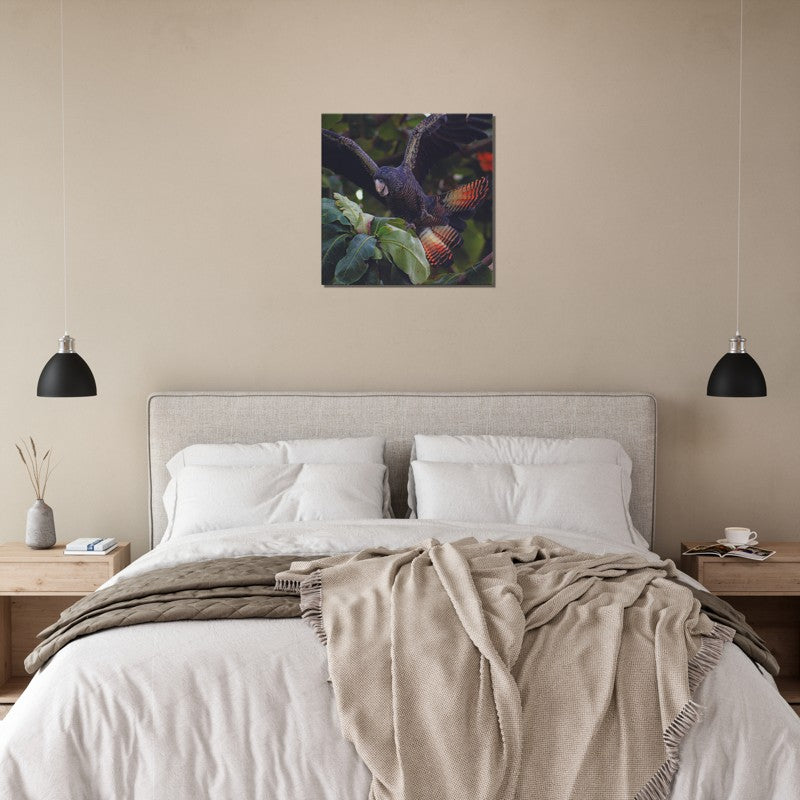 Red Tailed Black Cockatoo | 600x600-mm-24x24-inch | Canvas - Chalanni