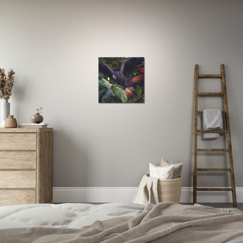 Red Tailed Black Cockatoo | 600x600-mm-24x24-inch | Canvas - Chalanni