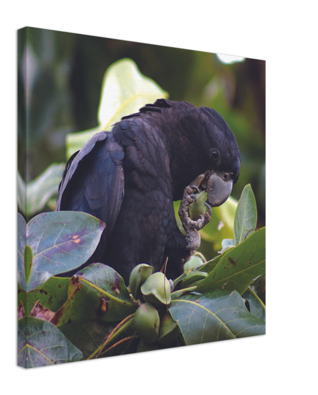 Red Tailed Black Cockatoo feeding | 600x600-mm-24x24-inch | Canvas - Chalanni