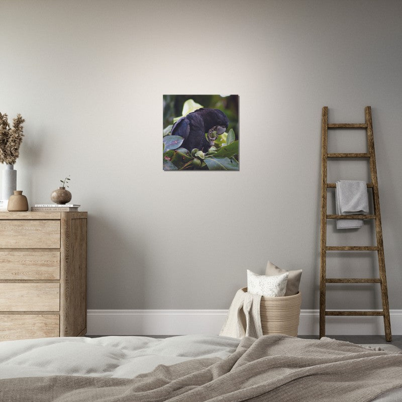 Red Tailed Black Cockatoo feeding | 600x600-mm-24x24-inch | Canvas - Chalanni