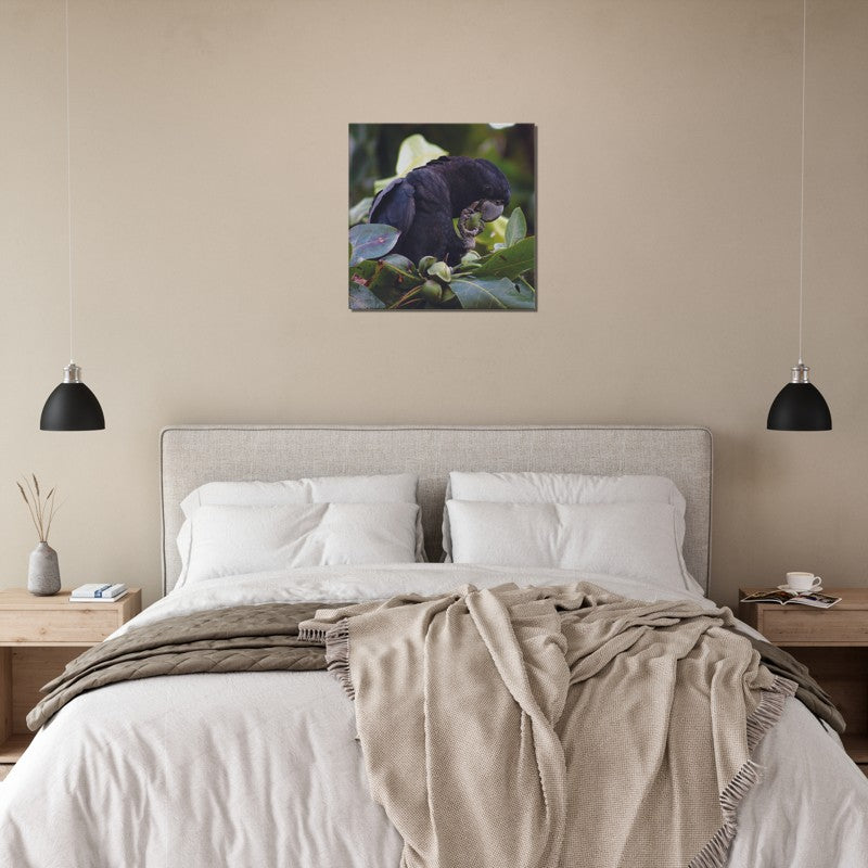 Red Tailed Black Cockatoo feeding | 600x600-mm-24x24-inch | Canvas - Chalanni