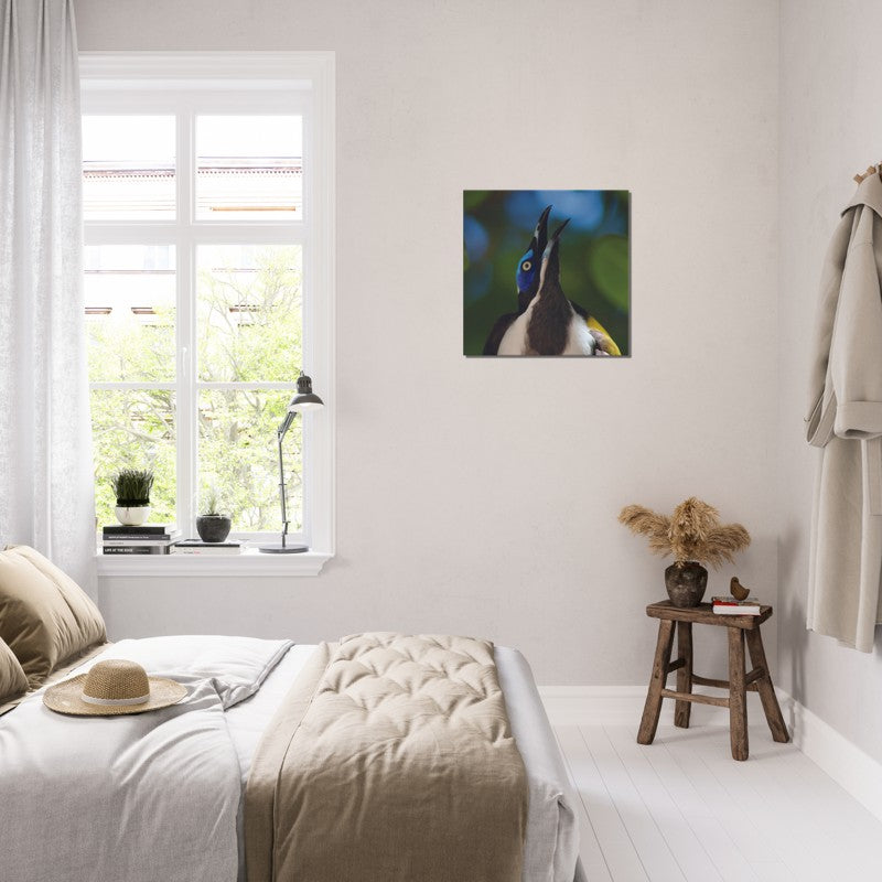 The Blue Faced Honey Eater | 600x600-mm-24x24-inch | Canvas - Chalanni