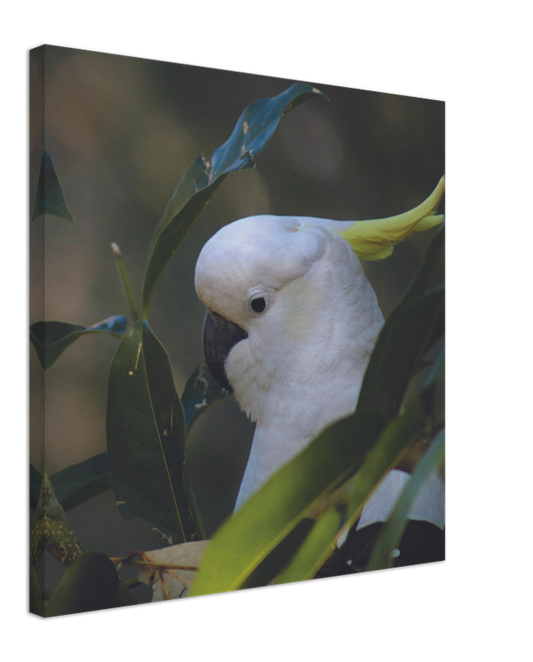 Cockatoo Green Background | 600x600-mm-24x24-inch | Canvas - Chalanni