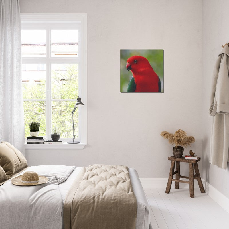 King Parrot Close Up | 600x600-mm-24x24-inch | Canvas - Chalanni