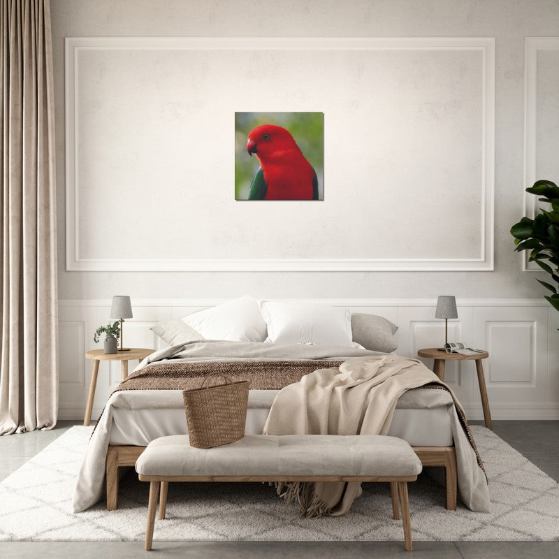 King Parrot Close Up | 600x600-mm-24x24-inch | Canvas - Chalanni