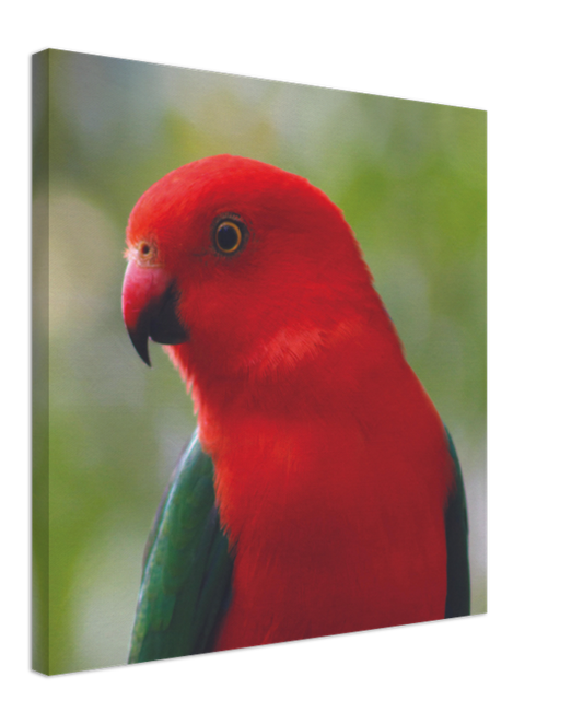 King Parrot Close Up | 600x600-mm-24x24-inch | Canvas - Chalanni