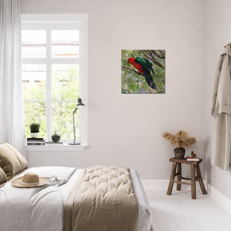 King Parrot ready to Fly | 600x600-mm-24x24-inch | Canvas - Chalanni