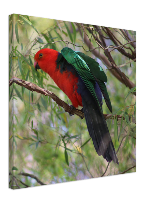 King Parrot ready to Fly | 600x600-mm-24x24-inch | Canvas - Chalanni
