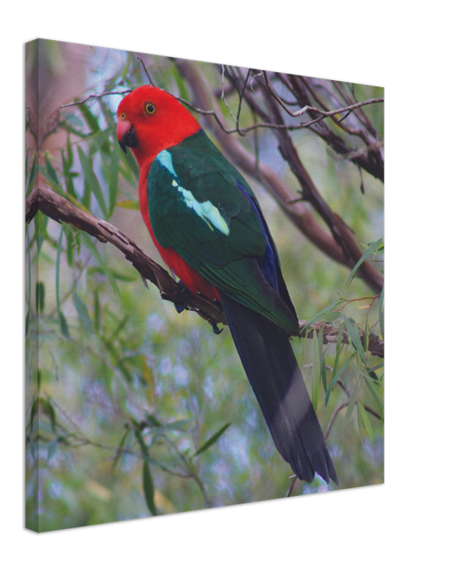 King Parrot watching | 600x600-mm-24x24-inch | Canvas - Chalanni