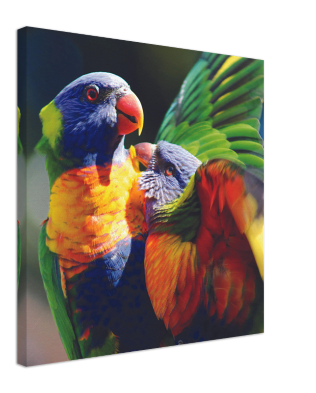 Rainbow Lorrikeet feeding Chick | 600x600-mm-24x24-inch | Canvas - Chalanni