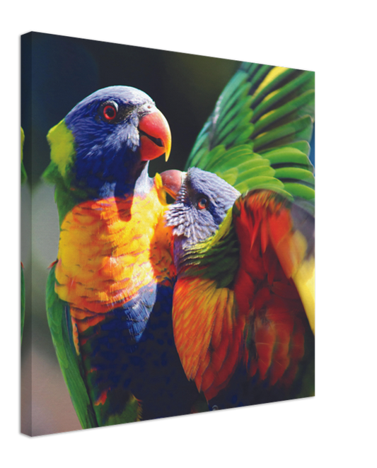 Rainbow Lorrikeet feeding Chick | 600x600-mm-24x24-inch | Canvas - Chalanni