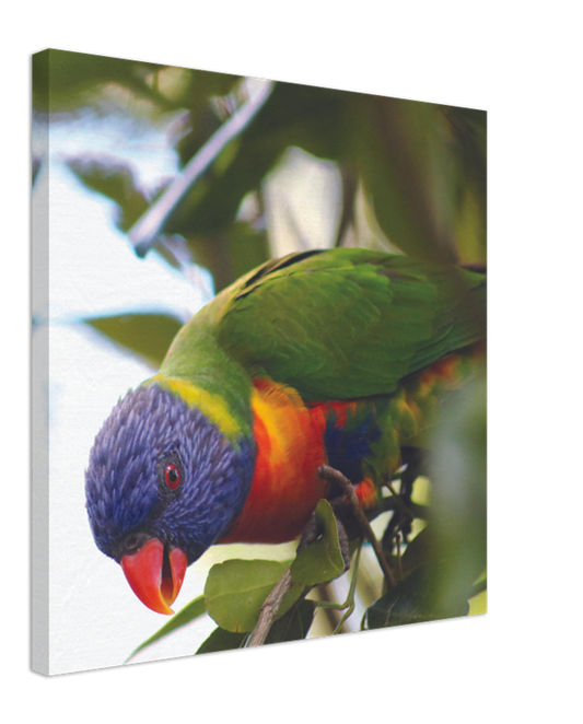 Rainbow Lorrikeet with Green Background | 600x600-mm-24x24-inch | Canvas - Chalanni