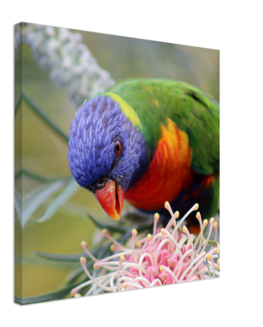 Rainbow Lorrikeet with native flower | 600x600-mm-24x24-inch | Canvas - Chalanni