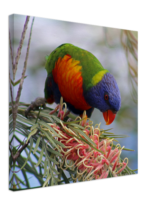 Rainbow with Native Flower Pose 2  | 600x600-mm-24x24-inch | Canvas - Chalanni