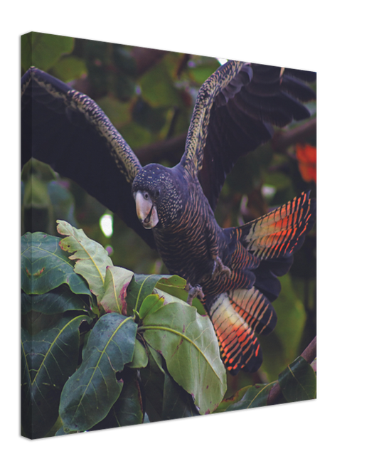 Red Tailed Black Cockatoo | 600x600-mm-24x24-inch | Canvas - Chalanni