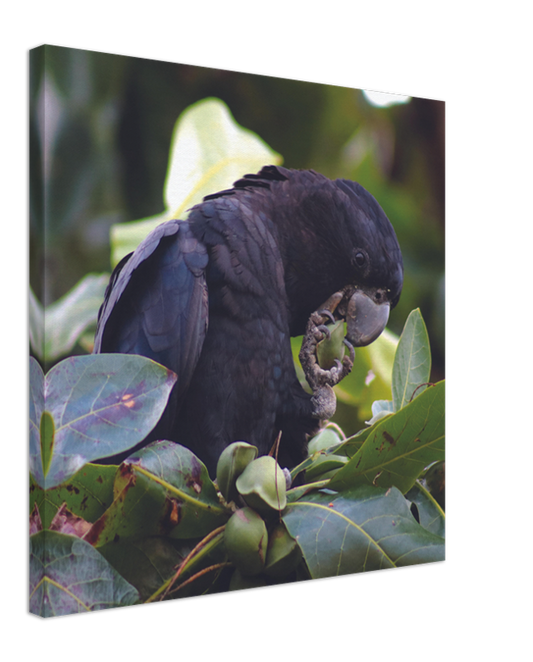 Red Tailed Black Cockatoo feeding | 600x600-mm-24x24-inch | Canvas - Chalanni
