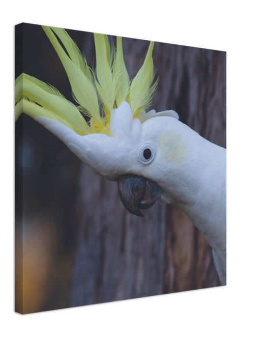 Sulphur Crested Cockatoo Close up Pose 2 | 600x600-mm-24x24-inch | Canvas - Chalanni