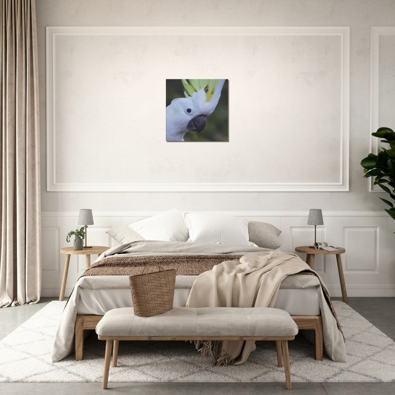 Sulphur Crested Cockatoo close up | 600x600-mm-24x24-inch | Canvas - Chalanni