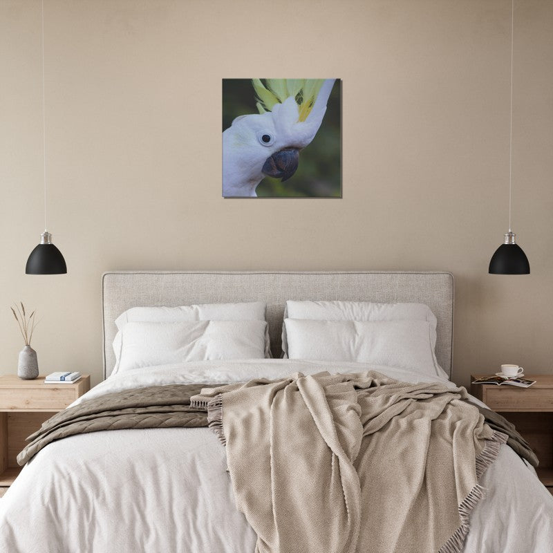 Sulphur Crested Cockatoo close up | 600x600-mm-24x24-inch | Canvas - Chalanni