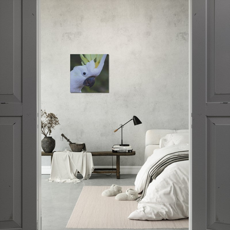 Sulphur Crested Cockatoo close up | 600x600-mm-24x24-inch | Canvas - Chalanni