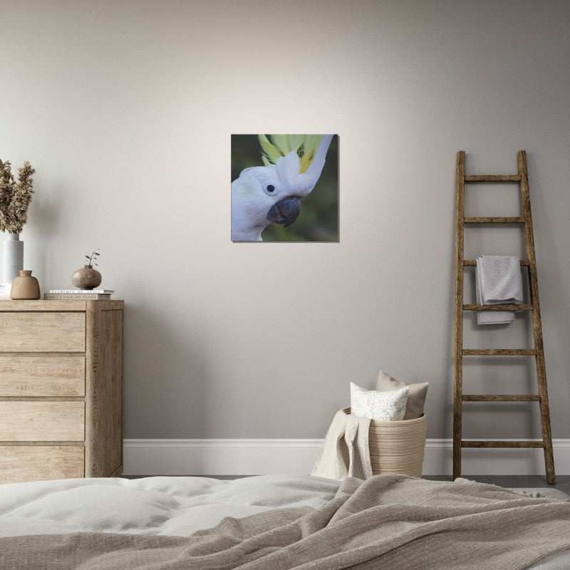 Sulphur Crested Cockatoo close up | 600x600-mm-24x24-inch | Canvas - Chalanni
