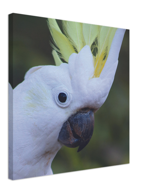 Sulphur Crested Cockatoo close up | 600x600-mm-24x24-inch | Canvas - Chalanni
