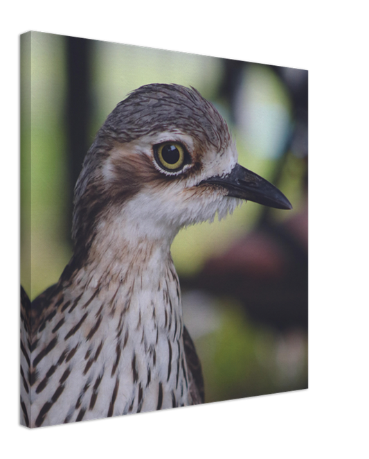 The Australian Curlew | 600x600-mm-24x24-inch | Canvas - Chalanni