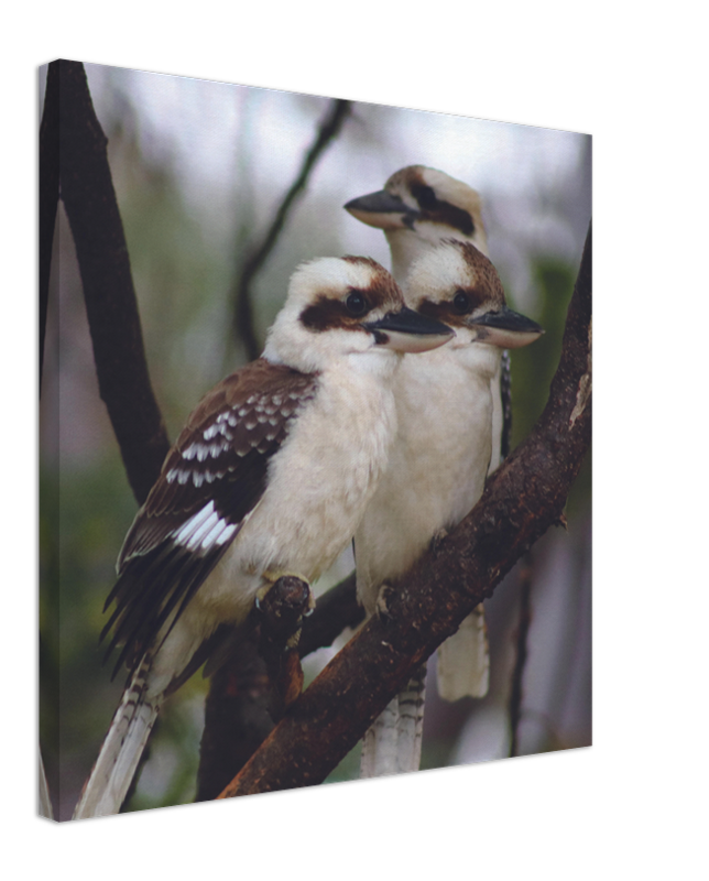 The Australian Kookaburra Trio | 600x600-mm-24x24-inch | Canvas - Chalanni