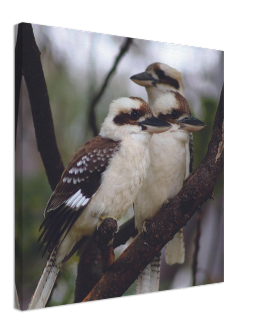 The Australian Kookaburra Trio | 600x600-mm-24x24-inch | Canvas - Chalanni