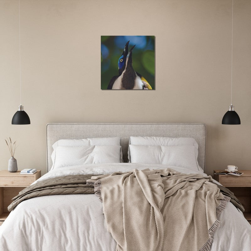 The Blue Faced Honey Eater | 600x600-mm-24x24-inch | Canvas - Chalanni