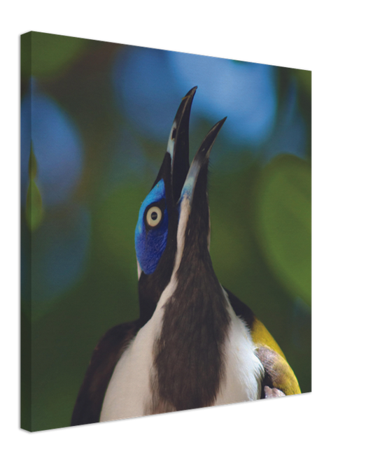 The Blue Faced Honey Eater | 600x600-mm-24x24-inch | Canvas - Chalanni