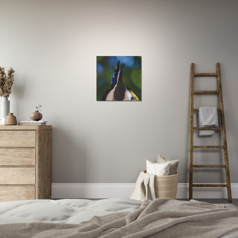 The Blue Faced Honey Eater | 600x600-mm-24x24-inch | Canvas - Chalanni