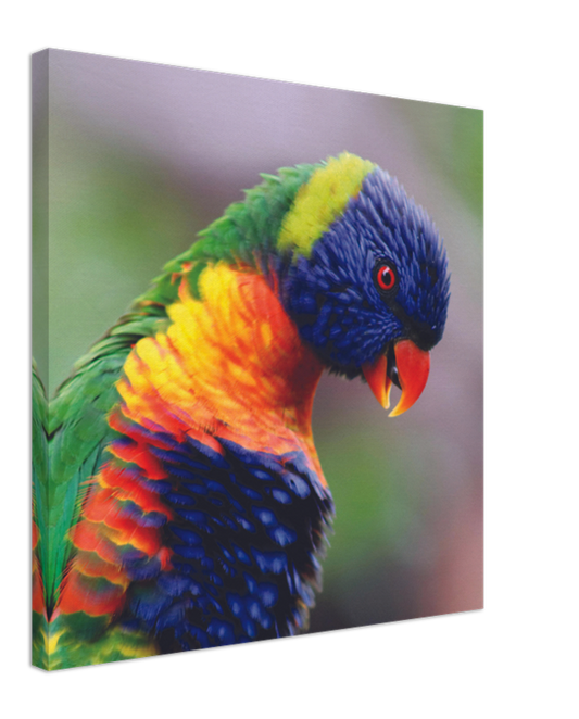 The Majestic Rainbow Lorrikeet  | 600x600-mm-24x24-inch | Canvas - Chalanni